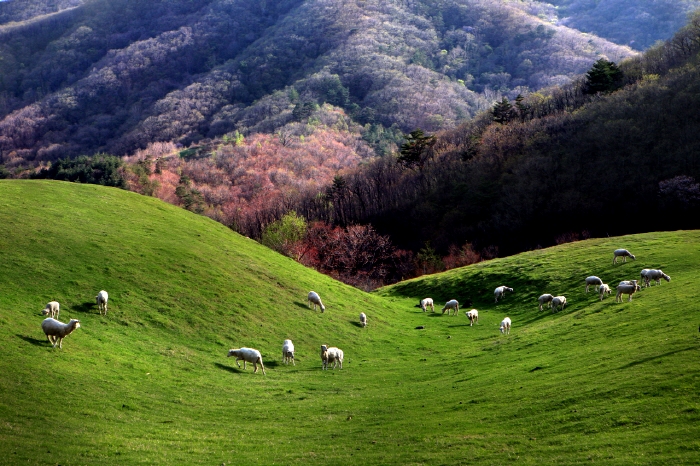 Daegwallyeong Sheep Ranch